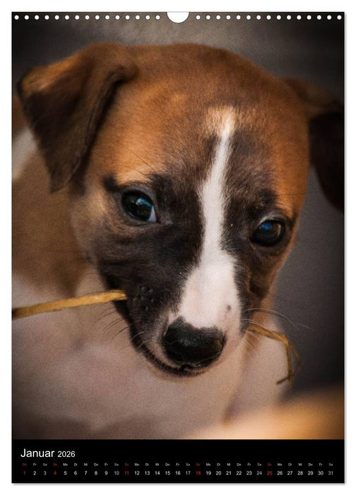 Windhundkinder (CALVENDO Wandkalender 2026)