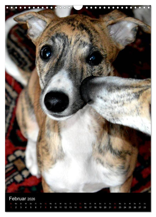 Windhundkinder (CALVENDO Wandkalender 2026)