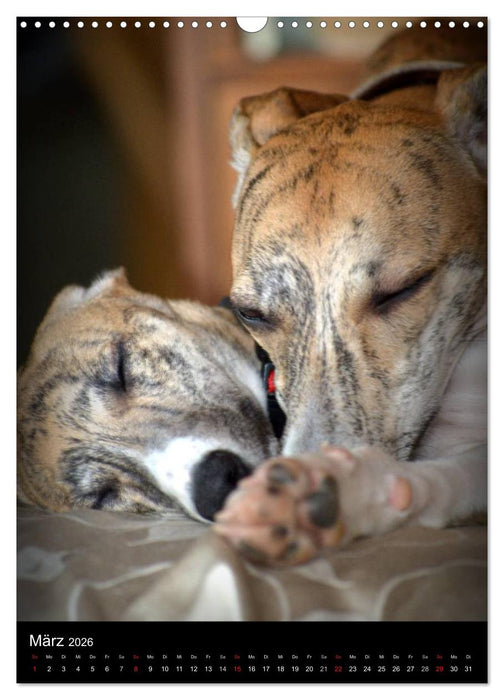 Windhundkinder (CALVENDO Wandkalender 2026)