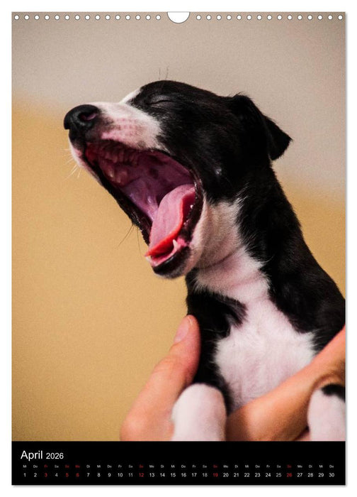 Windhundkinder (CALVENDO Wandkalender 2026)