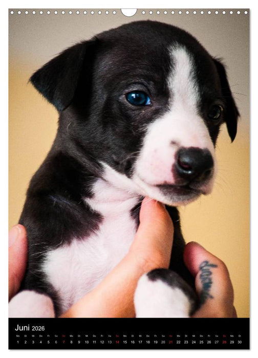 Windhundkinder (CALVENDO Wandkalender 2026)