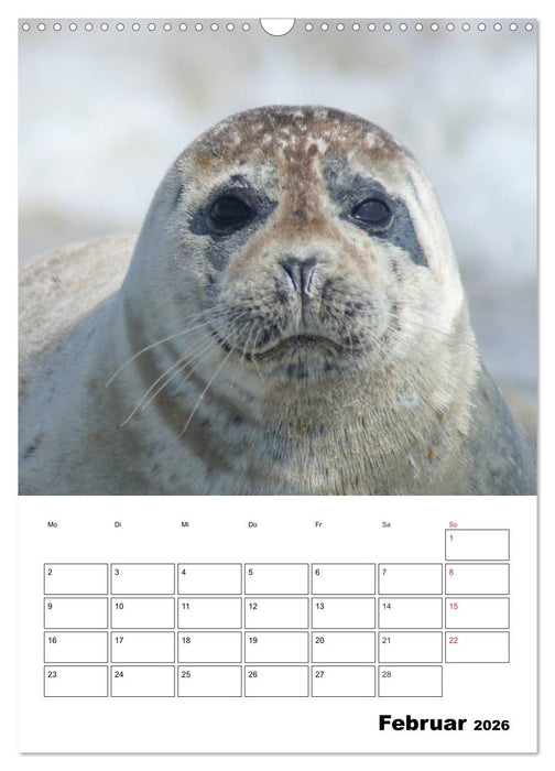 Liebenswerte Robben (CALVENDO Wandkalender 2026)