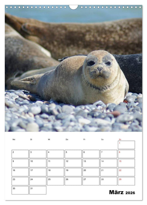 Liebenswerte Robben (CALVENDO Wandkalender 2026)