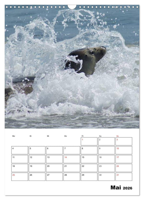 Liebenswerte Robben (CALVENDO Wandkalender 2026)