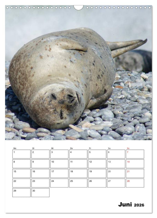 Liebenswerte Robben (CALVENDO Wandkalender 2026)
