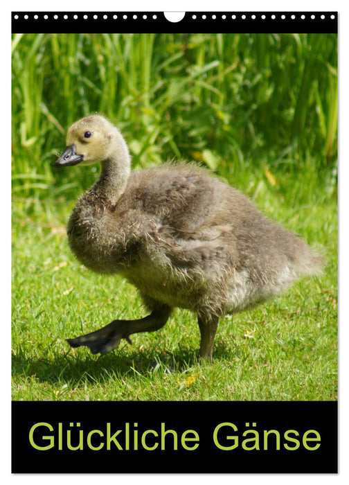 Glückliche Gänse (CALVENDO Wandkalender 2026)