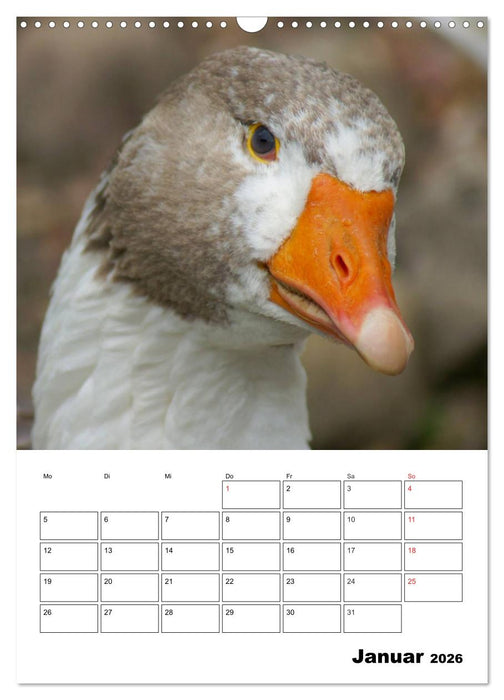 Glückliche Gänse (CALVENDO Wandkalender 2026)