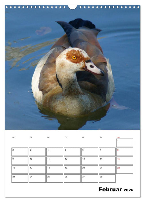 Glückliche Gänse (CALVENDO Wandkalender 2026)