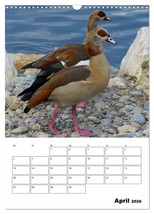 Glückliche Gänse (CALVENDO Wandkalender 2026)