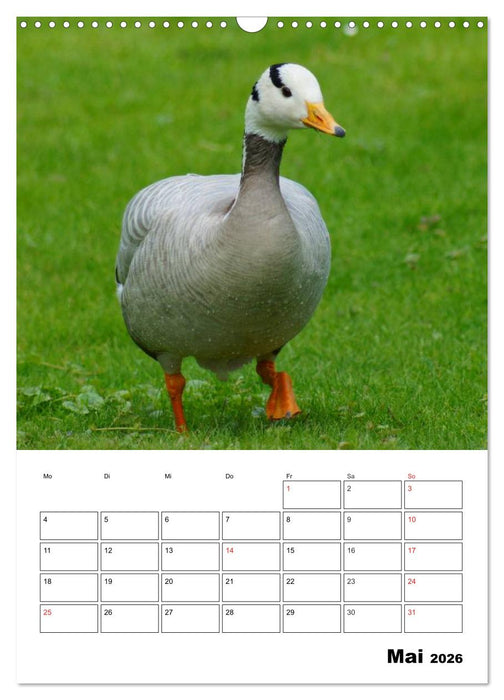 Glückliche Gänse (CALVENDO Wandkalender 2026)