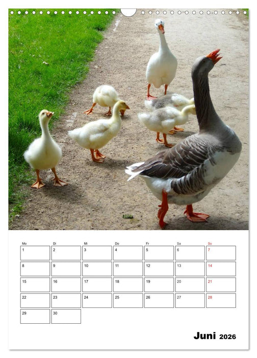 Glückliche Gänse (CALVENDO Wandkalender 2026)