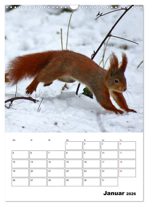 Niedliche Eichhörnchen (CALVENDO Wandkalender 2026)