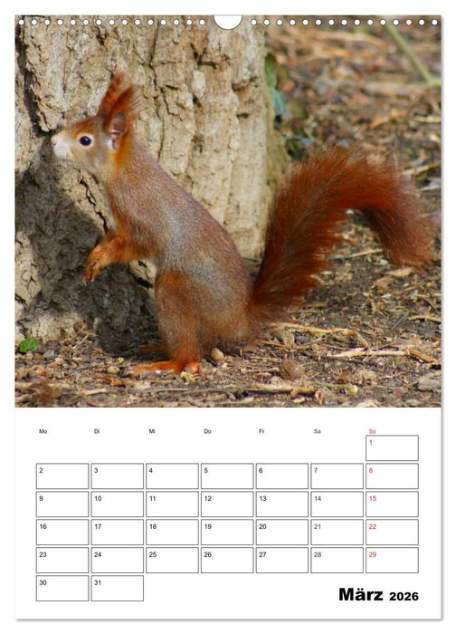 Niedliche Eichhörnchen (CALVENDO Wandkalender 2026)