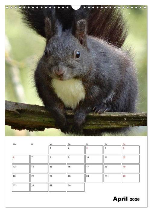 Niedliche Eichhörnchen (CALVENDO Wandkalender 2026)