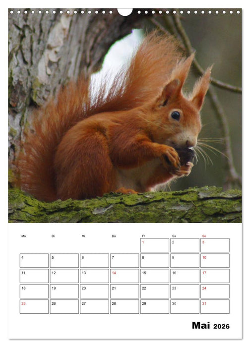 Niedliche Eichhörnchen (CALVENDO Wandkalender 2026)