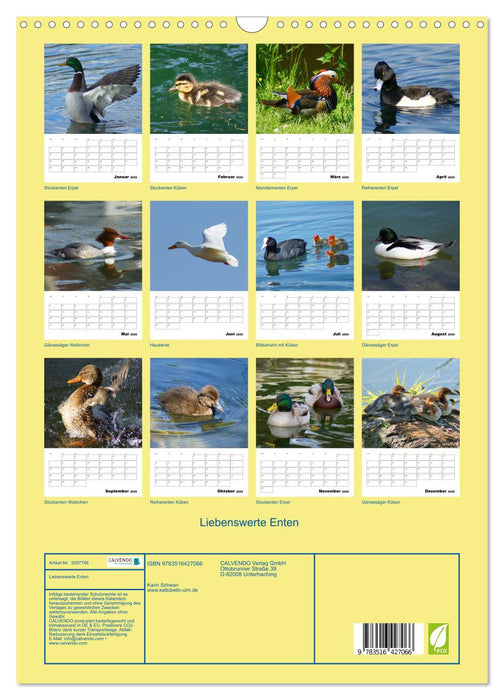 Liebenswerte Enten (CALVENDO Wandkalender 2026)