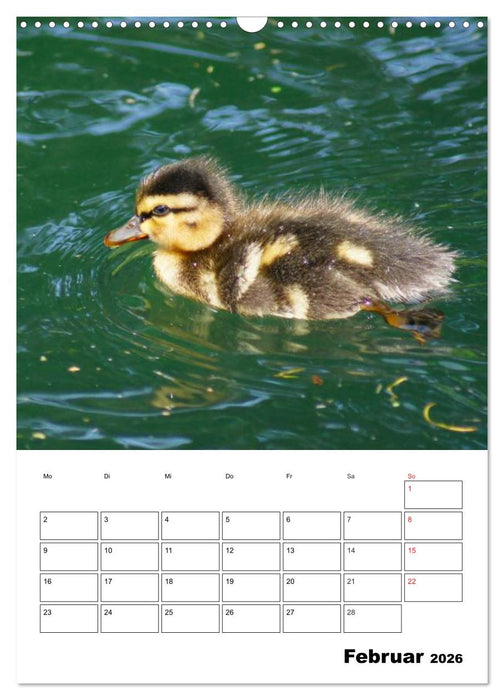 Liebenswerte Enten (CALVENDO Wandkalender 2026)