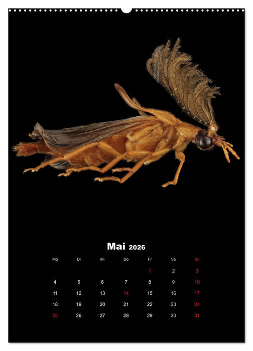 Schillernde Insektenwelt (CALVENDO Premium Wandkalender 2026)