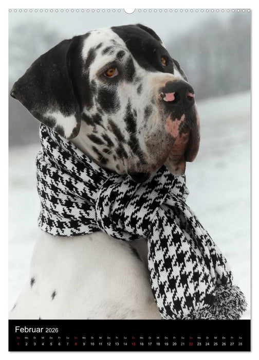 Faszination Deutsche Dogge (CALVENDO Premium Wandkalender 2026)