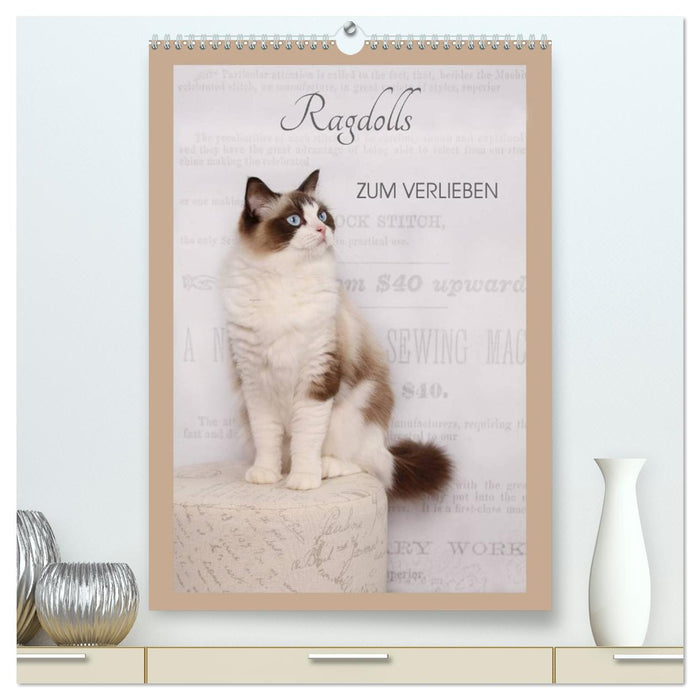 Ragdolls zum Verlieben (CALVENDO Premium Wandkalender 2026)
