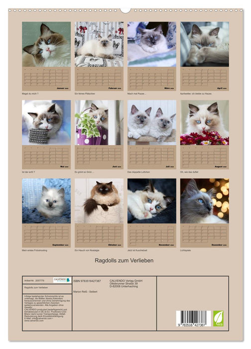 Ragdolls zum Verlieben (CALVENDO Premium Wandkalender 2026)