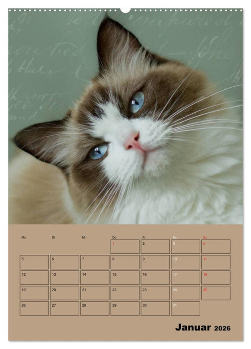 Ragdolls zum Verlieben (CALVENDO Premium Wandkalender 2026)