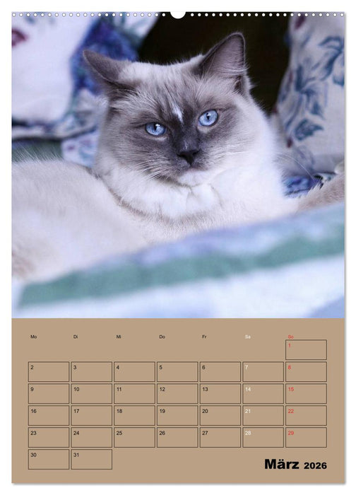 Ragdolls zum Verlieben (CALVENDO Premium Wandkalender 2026)