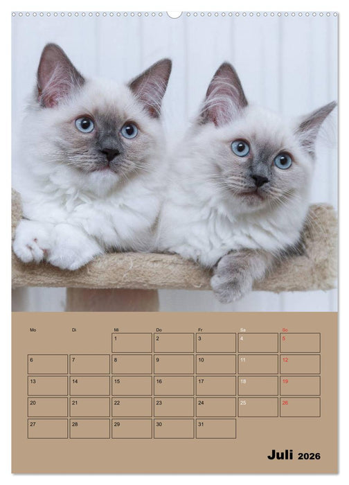 Ragdolls zum Verlieben (CALVENDO Premium Wandkalender 2026)
