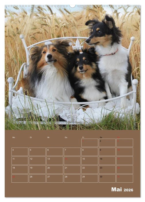 SHELTIES Herzensbrecher auf 4 Pfoten (CALVENDO Premium Wandkalender 2026)