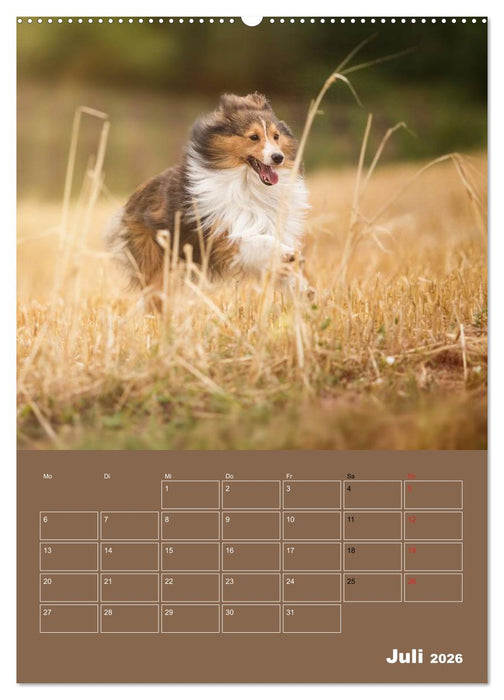 SHELTIES Herzensbrecher auf 4 Pfoten (CALVENDO Premium Wandkalender 2026)