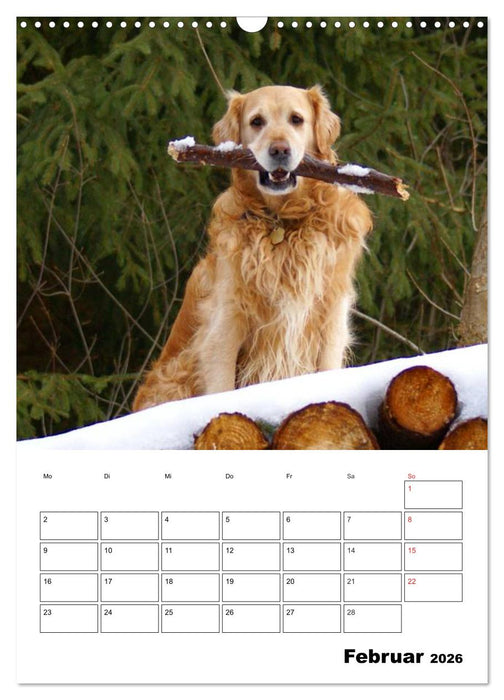 Glücklicher Golden Retriever (CALVENDO Wandkalender 2026)