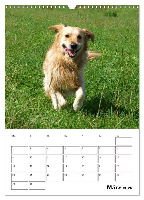 Glücklicher Golden Retriever (CALVENDO Wandkalender 2026)