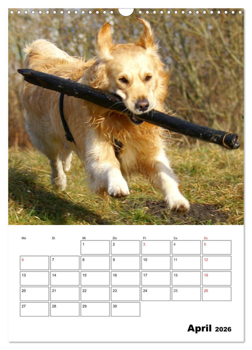 Glücklicher Golden Retriever (CALVENDO Wandkalender 2026)