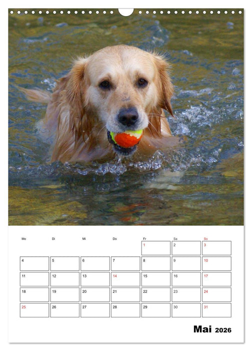 Glücklicher Golden Retriever (CALVENDO Wandkalender 2026)