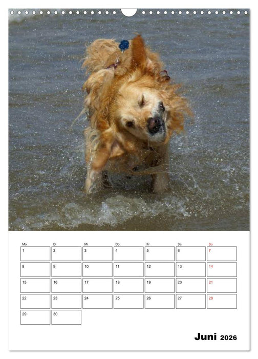 Glücklicher Golden Retriever (CALVENDO Wandkalender 2026)