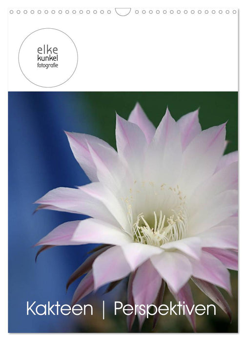 Kakteen Perspektiven (CALVENDO Wandkalender 2026)