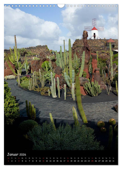 Kakteen Perspektiven (CALVENDO Wandkalender 2026)