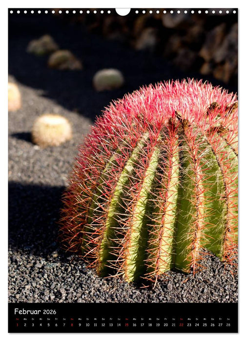 Kakteen Perspektiven (CALVENDO Wandkalender 2026)
