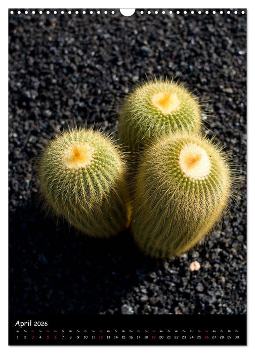 Kakteen Perspektiven (CALVENDO Wandkalender 2026)