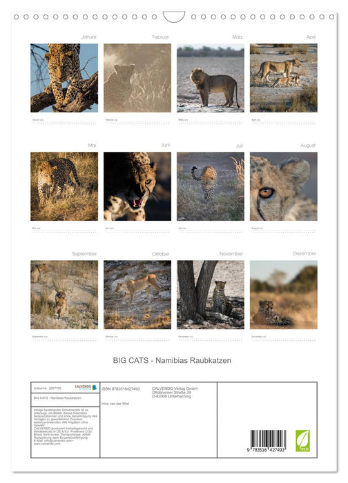 BIG CATS - Namibias Raubkatzen (CALVENDO Wandkalender 2026)