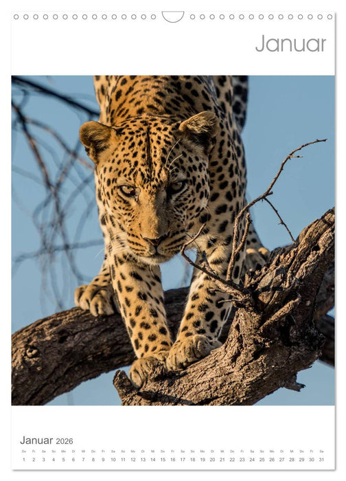 BIG CATS - Namibias Raubkatzen (CALVENDO Wandkalender 2026)