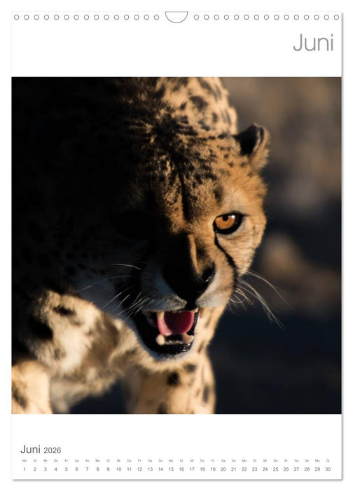 BIG CATS - Namibias Raubkatzen (CALVENDO Wandkalender 2026)