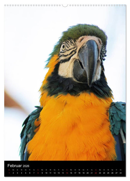 Mit Papageien farbenfroh durchs Jahr (CALVENDO Premium Wandkalender 2026)