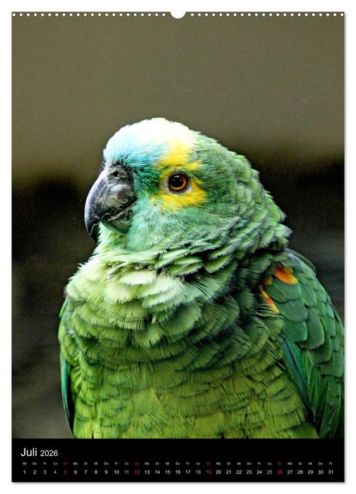 Mit Papageien farbenfroh durchs Jahr (CALVENDO Premium Wandkalender 2026)