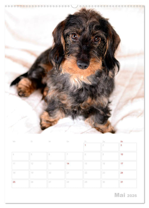 Der Dackel - mein kleiner Freund (CALVENDO Premium Wandkalender 2026)