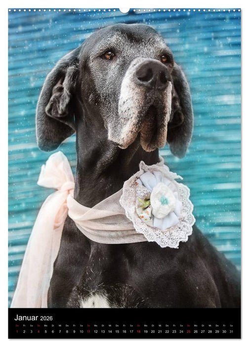 Faszination Deutsche Dogge (CALVENDO Wandkalender 2026)