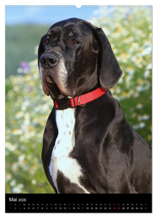 Faszination Deutsche Dogge (CALVENDO Wandkalender 2026)