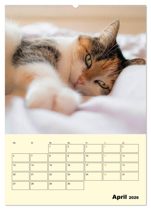 Kätzchen - Theater (CALVENDO Wandkalender 2026)
