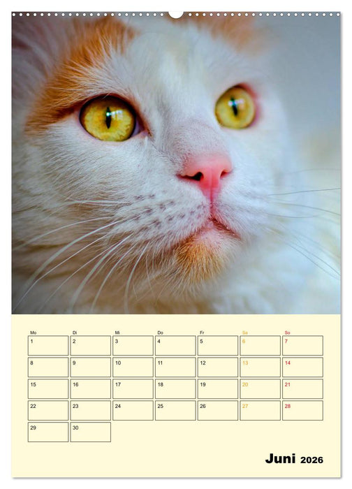 Kätzchen - Theater (CALVENDO Wandkalender 2026)