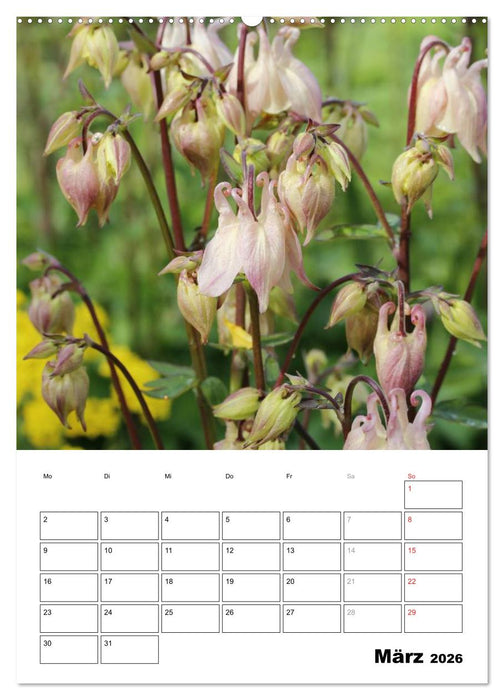 Zauberhafte Akeleien (CALVENDO Premium Wandkalender 2026)